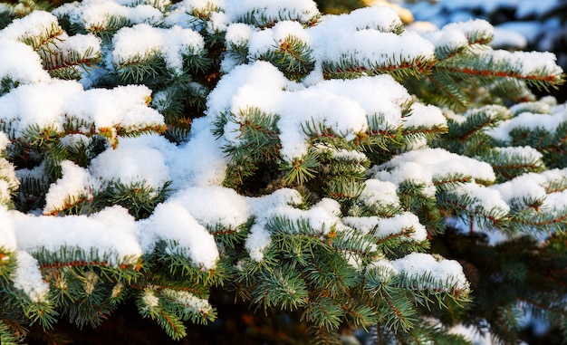 雪に覆われたモミの木の枝。クリスマス冬の雪の背景