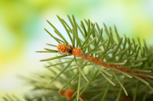 Fir tree branch, on green background