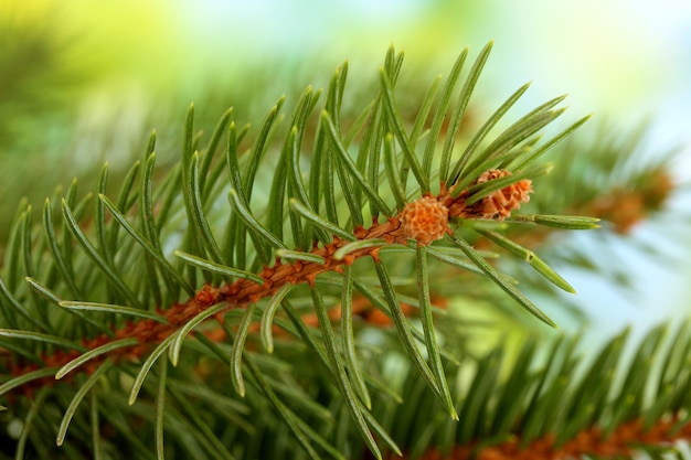 Fir tree branch, on green surface