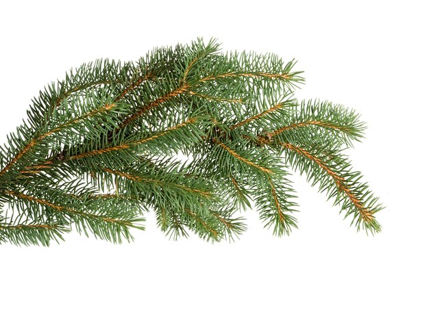 Fir tree branch isolated on white background. Pine branch. Christmas fir.