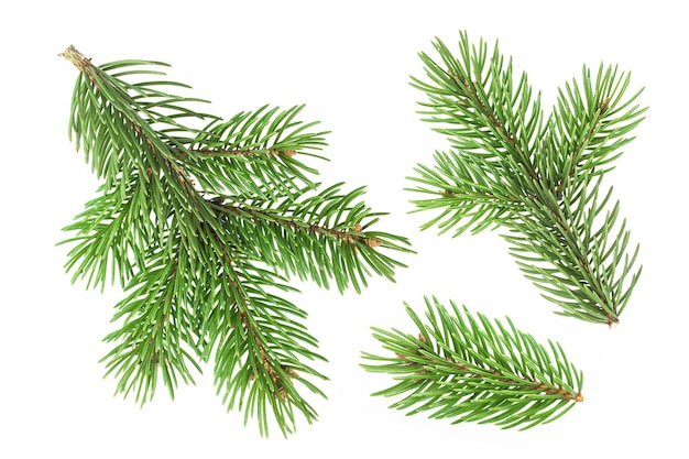 Fir tree branch isolated on white background