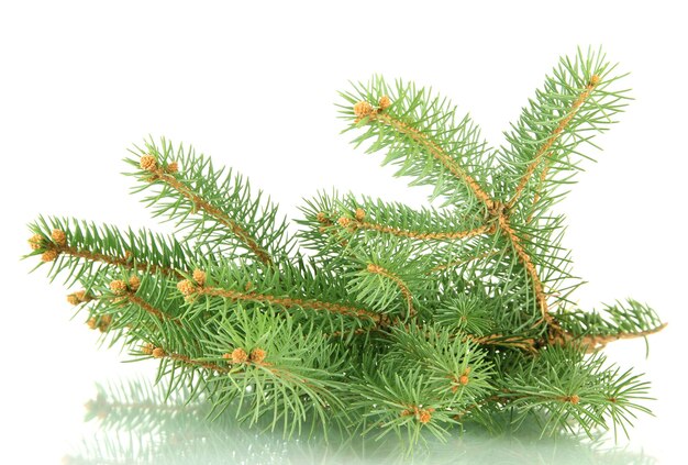 Fir tree branch, isolated on white