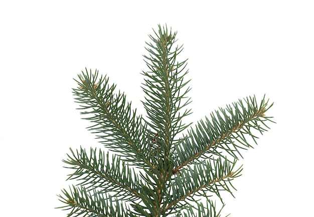 Fir tree branch isolated on white