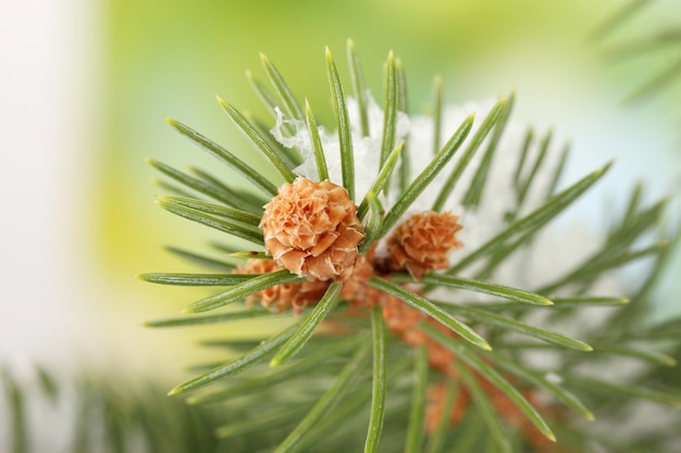 Fir tree branch met sneeuw, op groene ondergrond