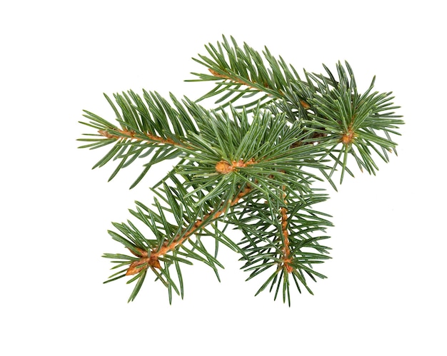 Fir tree branch Pine branch