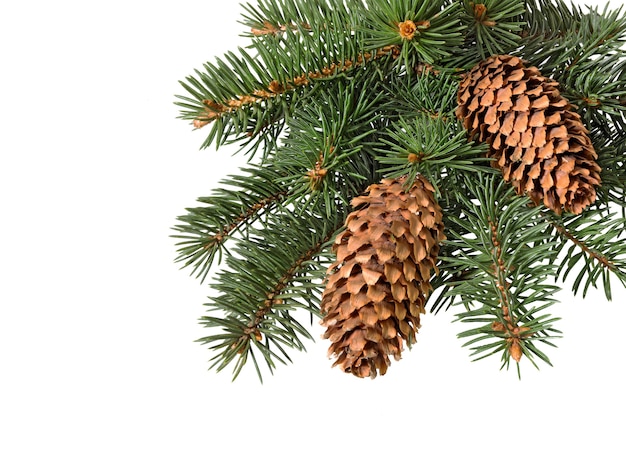 Fir tree branch with cones isolated. Pine branch. Christmas orna