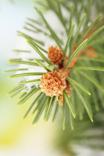 Fir tree branch with snow, on green background