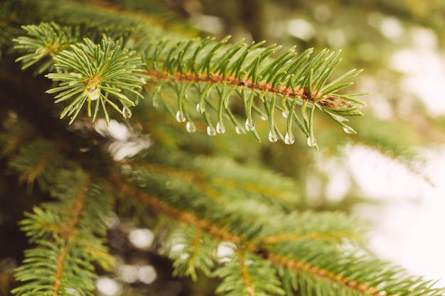 Fir tree branch with water droplets