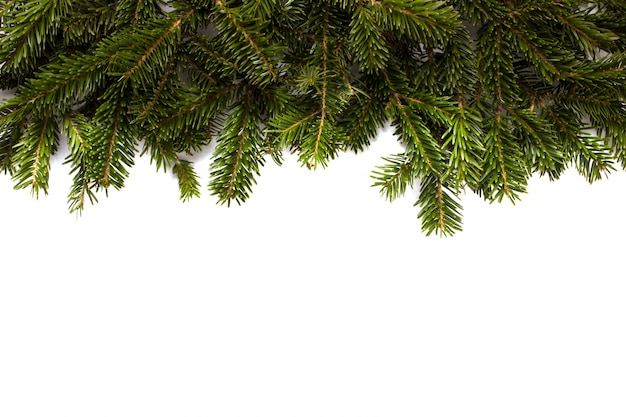 Fir tree branch