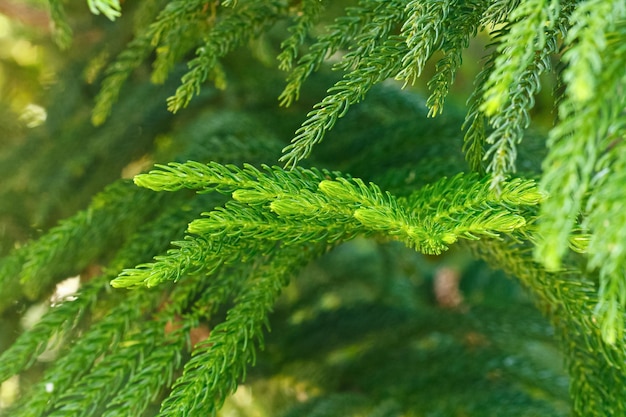 I rami di abete si chiudono sullo sfondo ambientale della natura da rami di pino verde e luce solare