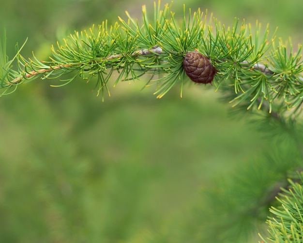 Fir tree branches close up with cone