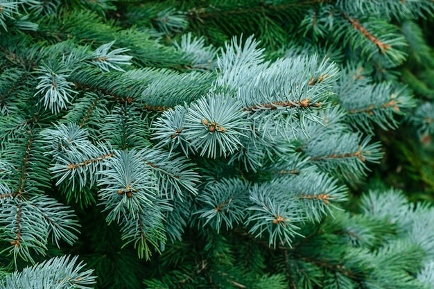 Rami di abete di un albero di pelliccia.