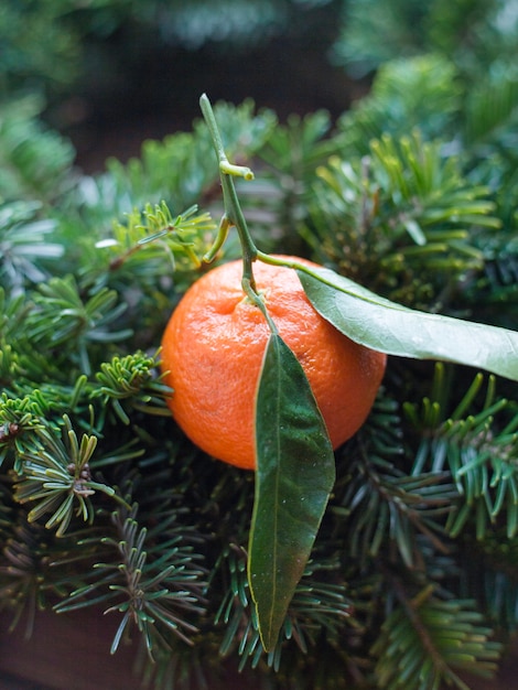 Fir tree branches and mandarine with leaf, Christmas concept.