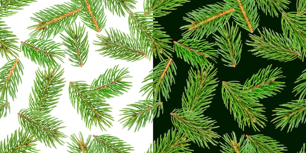 モミの木の枝、松の枝、白と緑に分離されたクリスマス針葉樹