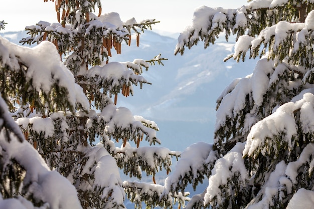 Fir-tree branches with green needles and cones covered with deep fresh clean snow and hoarfrost on blurred blue outdoors 