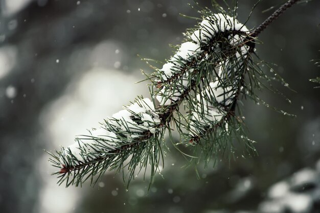 Fir tree branches