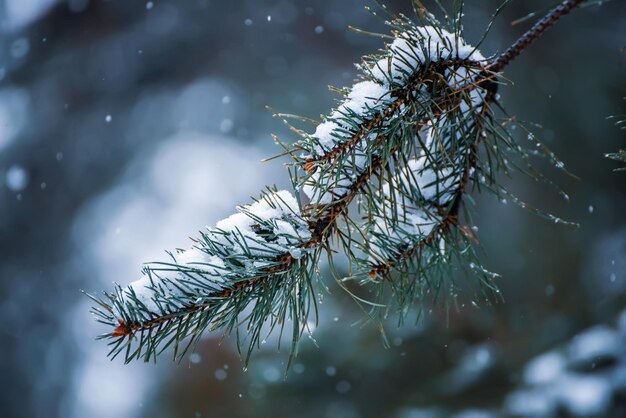 Fir tree branches