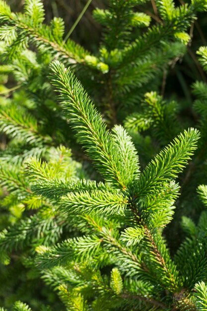 Fir tree branches