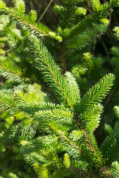 Photo fir tree branches