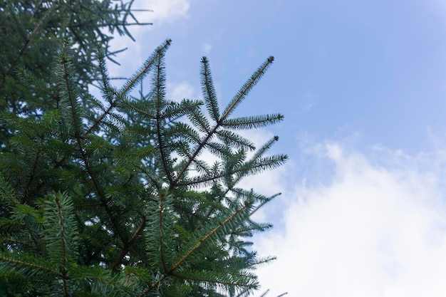 Fir tree branches