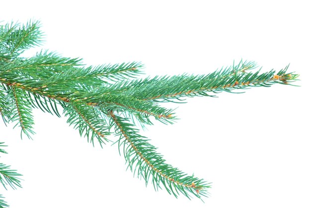 Fir tree branches