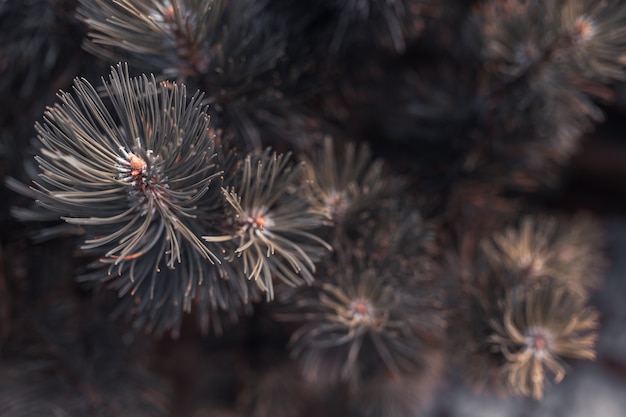 Fir tree brunch close-up