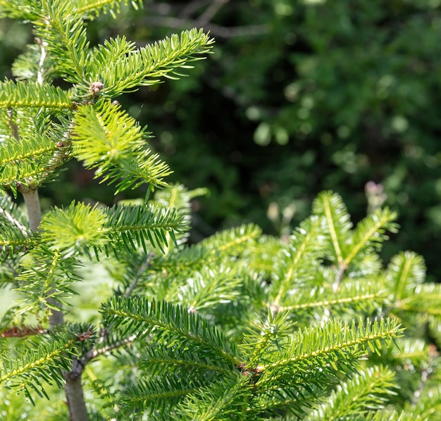 Fir tree close up Fresh spruce background Christmas tree in nature copy space Xmas card template