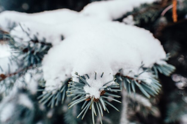 モミの木は雪でクローズアップ