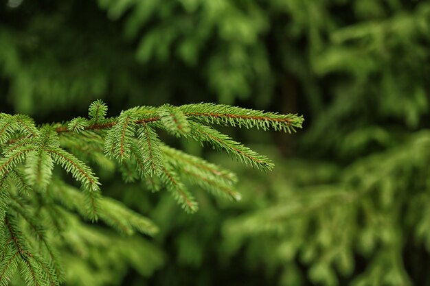 Fir tree, closeup