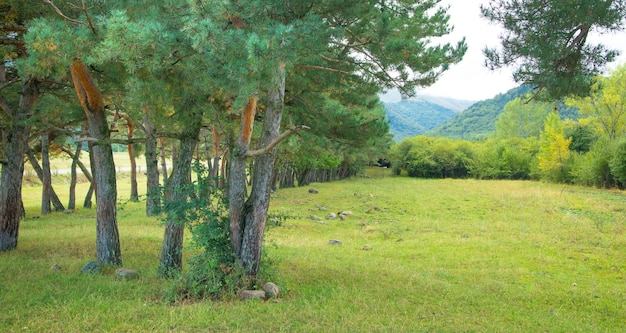 Fir tree Forest Outdoors