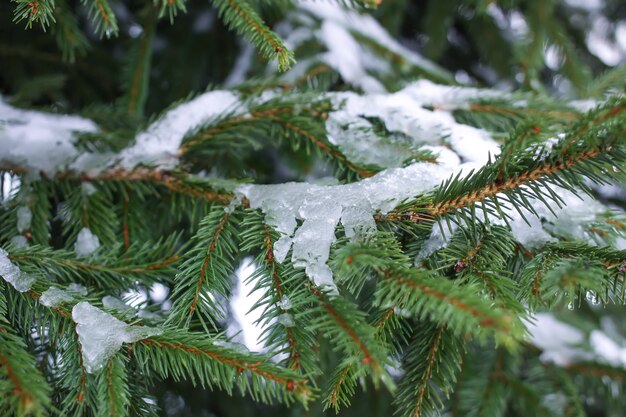 Fir-tree groene takken met sneeuw in winter park.