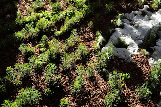 Fir tree nursery young spruce growing