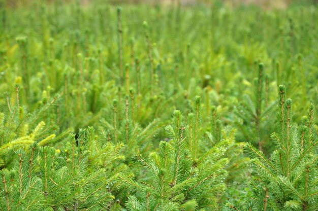 Fir tree nursery young spruce growing