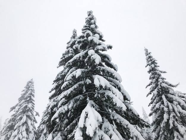 Fir tree peak covered with snow,  winter composition, snow falling