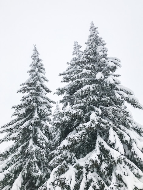 Foto picco dell'albero di abete coperto di neve