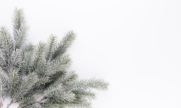 Фото Еловая ветвь ели с иглами на белом фоне. сосновая ветка. рождественская ель.
