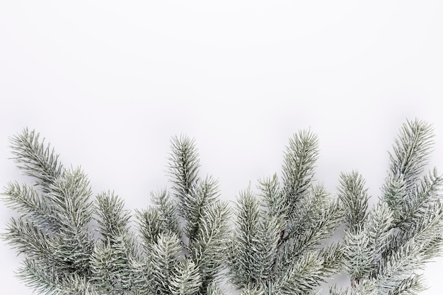 白い背景の上の針とモミの木のトウヒの枝。松の枝。クリスマスのモミ。