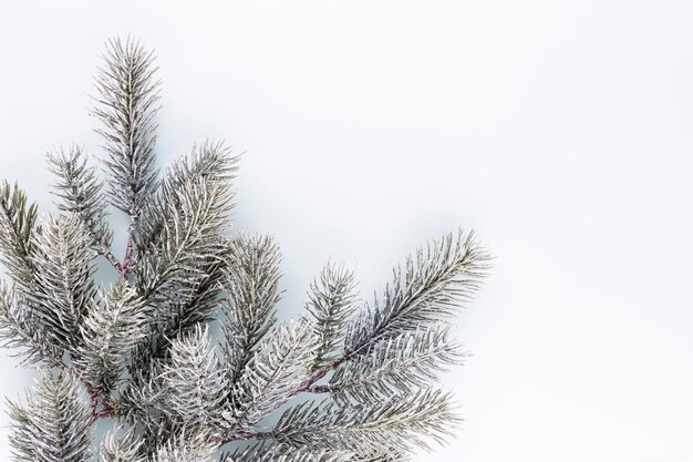 Fir tree spruce branch with needles on white background . Pine branch. Christmas fir.