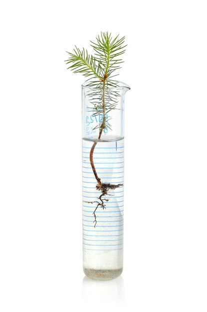 Photo fir tree in test tube