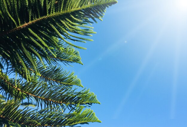 Fir tree with blue sky