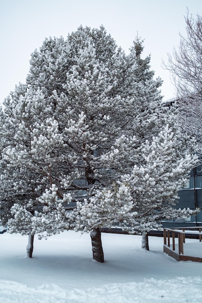 Foto albero di abete coperto di neve in inverno