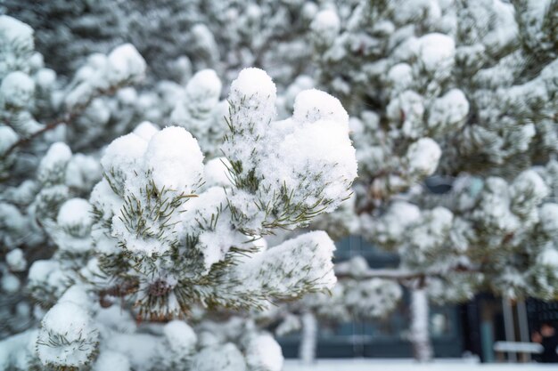 冬に雪で覆われた杉の木