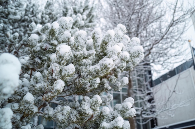 Foto albero di abete coperto di neve in inverno