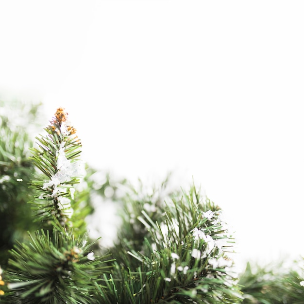 Fir tree with snowflakes on branches