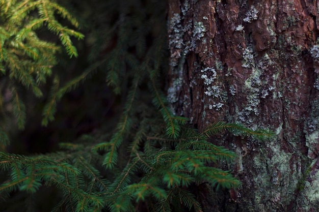 Fir tree with textured bark and fluffy branches close up