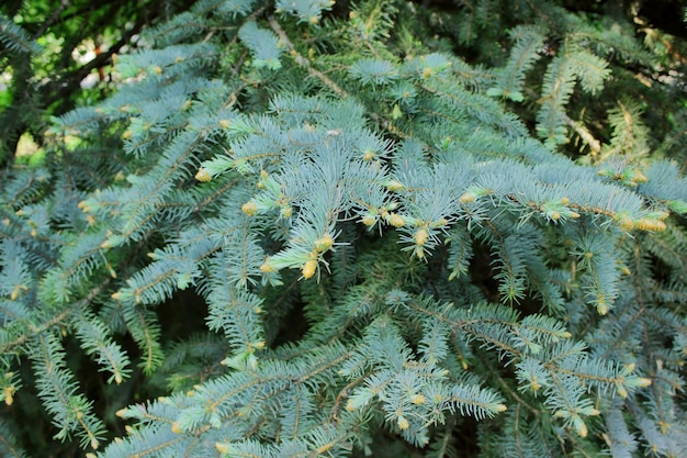 Fir tree with young sprouts Coniferous park