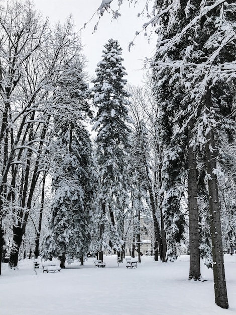 Fir trees in city park covered with snow, winter composition, snow falling