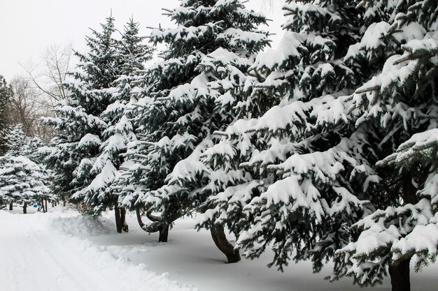 Abeti coperti di neve nel parco cittadino