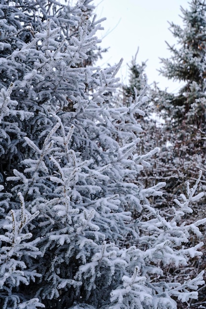 Photo fir trees covered with snowwinter forest