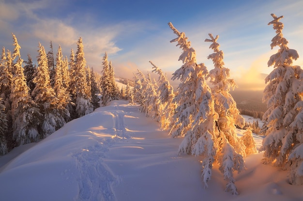 Fir trees under the snow